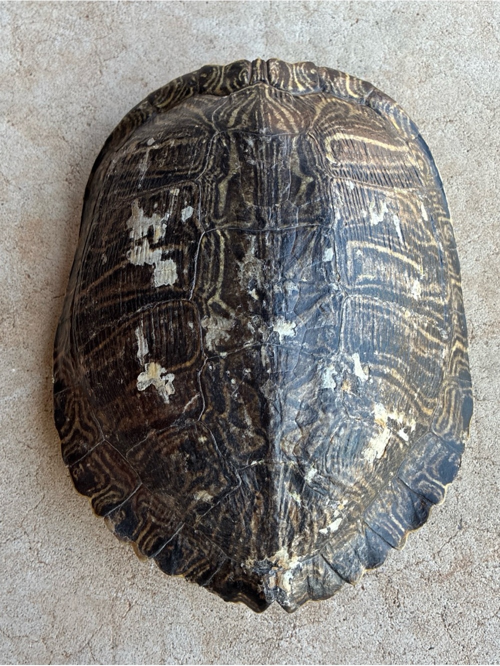 Turtle Shell Taxidermy 9x7 inch